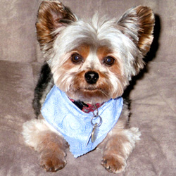 united yorkie rescue united yorkie rescue a 501 c 3 non profit terrier rescue organization united yorkie rescue united yorkie rescue a 501 c 3 non profit terrier rescue organization