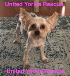 el yorkie home forever