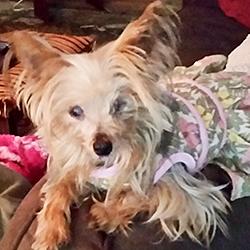kidney failure in yorkies united yorkie rescue a 501 c 3 non profit terrier rescue organization kidney failure in yorkies united yorkie rescue a 501 c 3 non profit terrier rescue organization