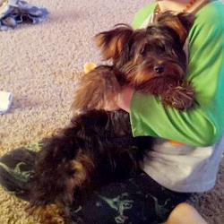 yorkie limping front leg sailor must a time stay at home because he seems to prefer females yorkie limping front leg sailor must a time stay at home because he seems to prefer females