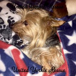 yorkie rescue wisconsin terrier rescue fife dogs in our photo yorkie rescue wisconsin terrier rescue fife dogs in our photo