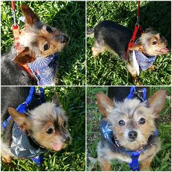 20 pound yorkie united yorkie rescue a 501 c 3 non profit terrier rescue organization 20 pound yorkie united yorkie rescue a 501 c 3 non profit terrier rescue organization