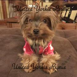 what to give a yorkie for diarrhea united yorkie rescue a 501 c 3 non profit terrier rescue organization what to give a yorkie for diarrhea united yorkie rescue a 501 c 3 non profit terrier rescue organization