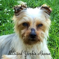 yorkie rescue milwaukee united yorkie rescue a 501 c 3 non profit terrier rescue organization yorkie rescue milwaukee united yorkie rescue a 501 c 3 non profit terrier rescue organization