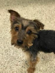 yorkie teeth cleaning cost united yorkie rescue a 501 c 3 non profit terrier rescue organization yorkie teeth cleaning cost united yorkie rescue a 501 c 3 non profit terrier rescue organization