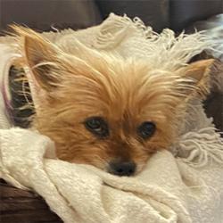 yorkshire terrier rescue southern california
